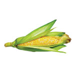 an ear of corn with the husk on it