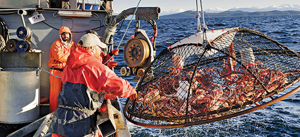 Three men on a crab boat in the Bering Sea bringing a basket of crab out of the water
